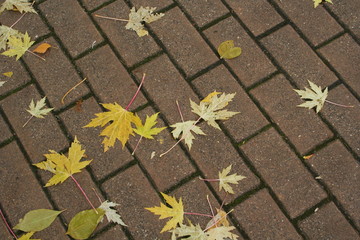 Background, texture: autumn leaves on the sidewalk