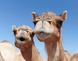 Fotobehang camels in the desert © arbalest