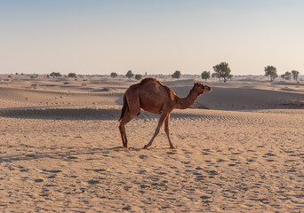 camels in the desert