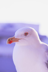 Beautiful seagull close up sunny portrait. White seabird head macro, detailed eye and beak.