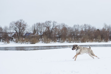 Fototapeta na wymiar Dog plays in the snow