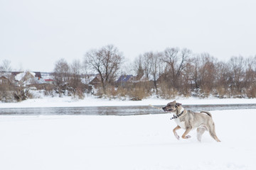 Fototapeta na wymiar Dog plays in the snow