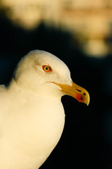 Beautiful seagull close up sunny portrait. White seabird head macro, detailed eye and beak.