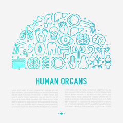 Human internal organs concept in half circle with thin line icons. Vector illustration for banner, web page, print media.
