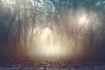 Calmness misty spooky woods with warm light background