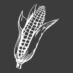 Tasty Ripe Corn Cob Isolated White Silhouette