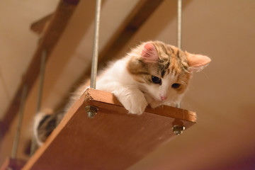 見下ろす子猫