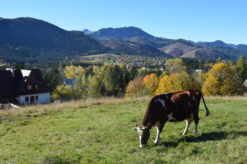 Tatry