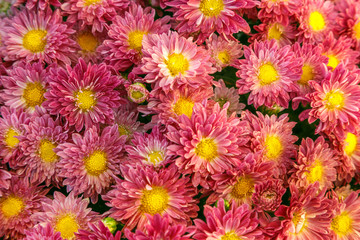 a huge number of red flowering chrysanthemums collected in one place, for congratulations and wishes