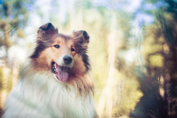 Beautiful rough collie portrait in retro colors blue and orange - obrazy, fototapety, plakaty