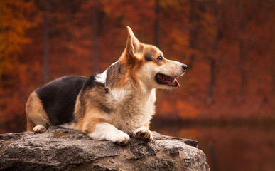 autumn portrait of a cute corgi dog laying on a big rock in a park