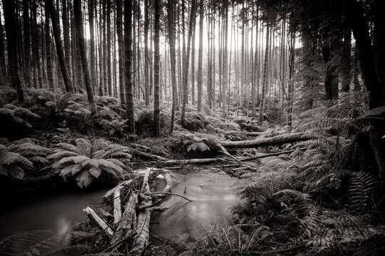 Californian Redwood Forest