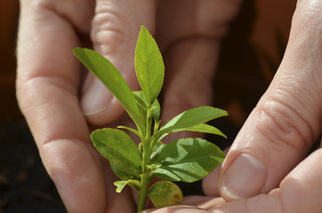 Close up of a pair of woman hands planting a baby lemon tree	