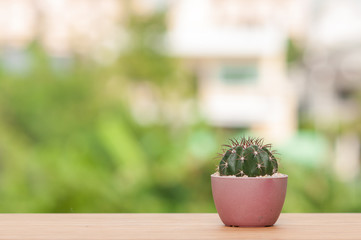 Cactus in pot on wooden table.