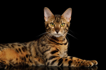 Obraz premium Playful Gold Bengal Cat Lying and Looking Curious in Camera on isolated Black Background with reflection, Side view