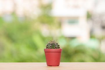 Cactus in pot on wooden table.