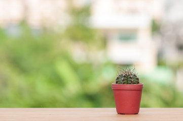 Cactus in pot on wooden table.