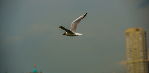 Bird