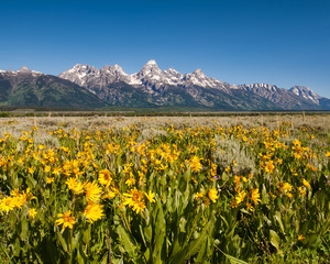 Daisies  Antelope Flats