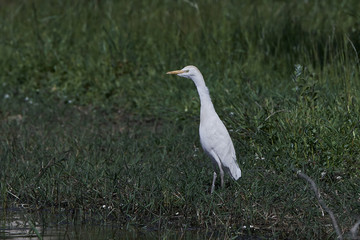 Cattle egret (Bubulcus ibis)