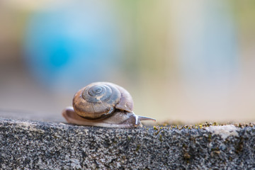 Snail on old wall