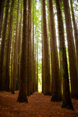Obraz premium Californian Redwood Forest