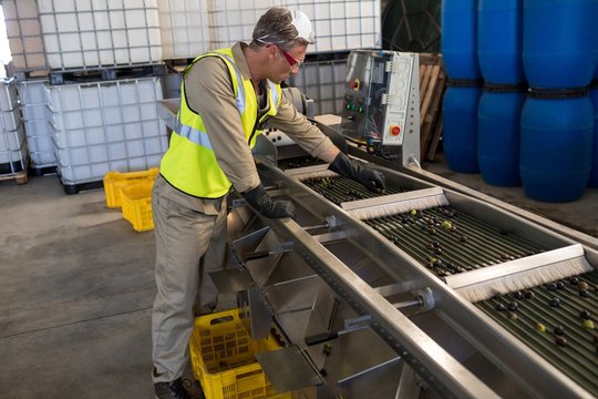 Technician examining olive on conveyor belt