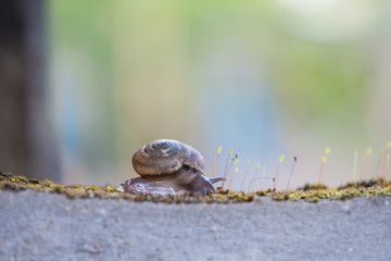 Snail crawls on moss