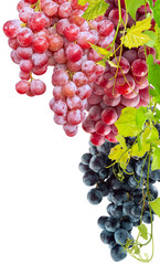 grappes de raisins sur fond blanc