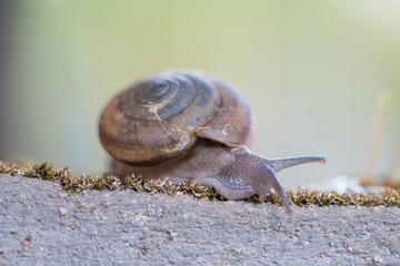 Snail crawls on moss