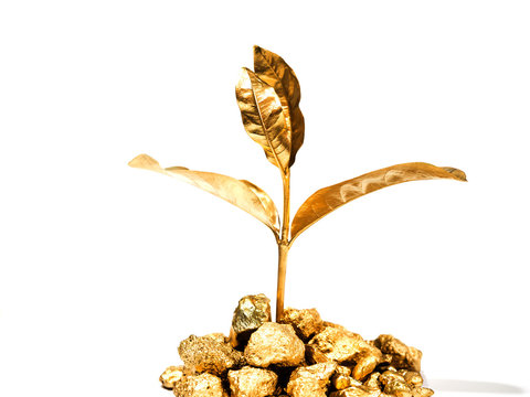 Golden tree grows from the gold mountain as a symbol of the growth of business, investment concept
