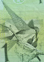 1 real banknote brazil detailed hummingbird