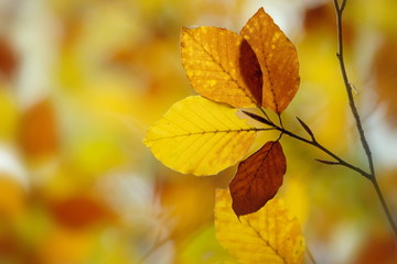 Herbstliche Buchenblätter