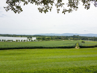 tea plantations and reservoir with green field and branch foreground