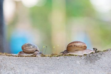 Two Snails crawls on moss