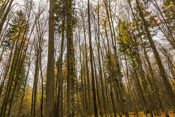 Fototapeta na wymiar Białowieża-Urwald im Herbst