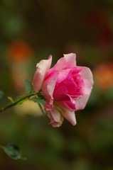 Obraz premium Rose in the rain