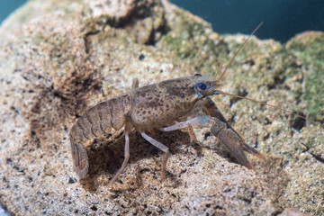 Broad fingered crayfish, astacus astacus in the pond