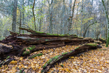 Fototapeta premium Białowieża-Urwald im Herbst