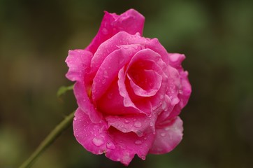 Rose in the rain