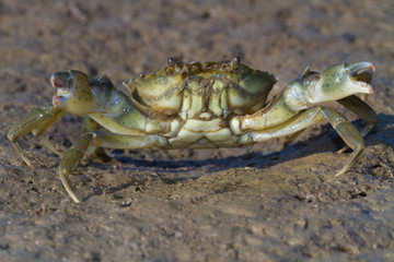 European crab on the beach