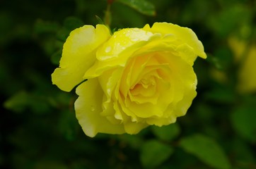 Rose in the rain