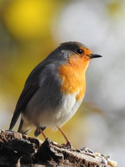Beautiful robin
