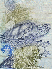 2 reais banknote brazil detailed turtles