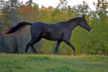 Obraz na płótnie Canvas Black Horse Mare trotting in meadow, profile, late afternoon sunlight.
