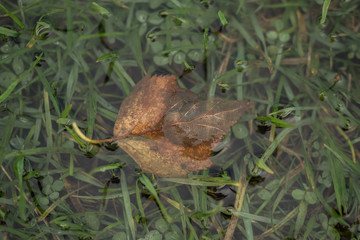 Leaf in a water puddle on a green meadow
