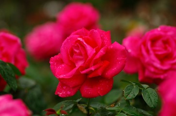 Rose in the rain