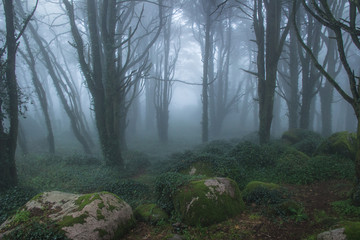Fototapeta na wymiar Mysterious dark old forest with fog in the Sintra mountains in Portugal
