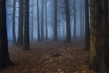 Naklejka premium Mysterious dark old forest with fog in the Sintra mountains in Portugal