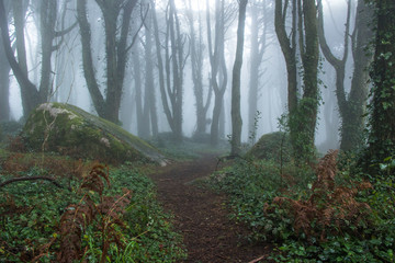 Mysterious dark old forest with fog in the Sintra mountains in Portugal